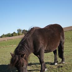 Shetlænder Lukas