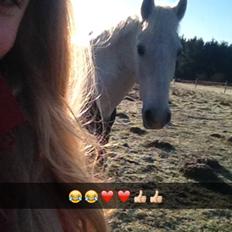 Irsk Sportspony Auburn Bobby