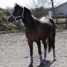 DSP Lundgaards Friday