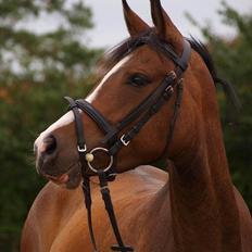 DSP Lundgaards Friday