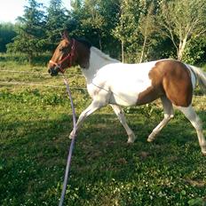 Anden særlig race Luca