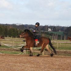 Islænder Pyrniros fra præstemosevang