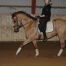 Anglo Araber (AA) R-Tex Pebbles Oscar