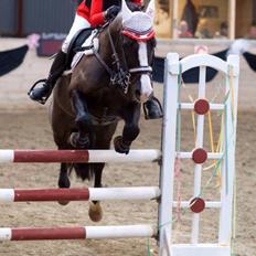 Anden særlig race Nygaards Beckham