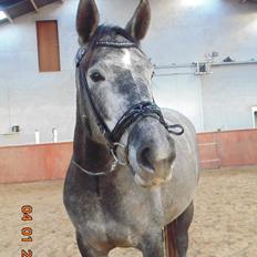 Anden særlig race § Select A Lady