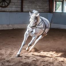 Anden særlig race Macoy
