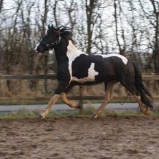 Barockpinto Lundsmindes Jasmin *LÅNEHEST*