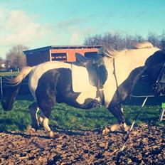 Anden særlig race Carlos