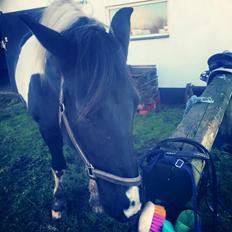 Anden særlig race Carlos