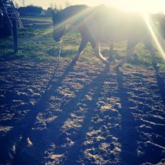 Anden særlig race Carlos