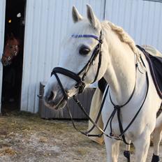 Anden særlig race Vsr Moonjam