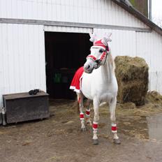 Anden særlig race Vsr Moonjam