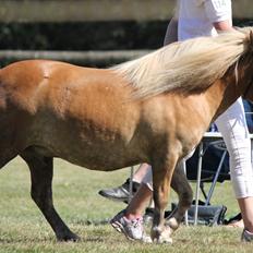 Shetlænder Charlie Allimac