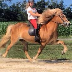 Islænder Dimmalimm fra Teland 