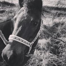 Anden særlig race Dumle :-)