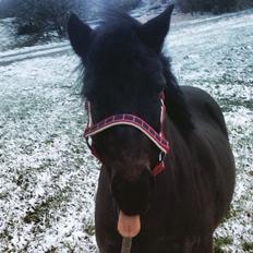 Anden særlig race Dumle :-)