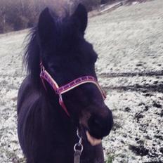 Anden særlig race Dumle :-)