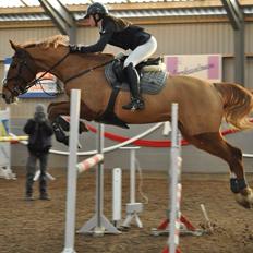 Tysk Oldenburger Bladsgaards Windy Sky