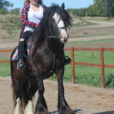 Irish Cob Filine