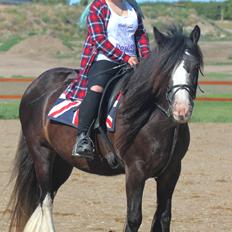 Irish Cob Filine