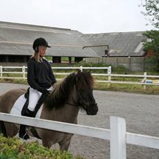 Islænder Bumlú fra Vinkærgård