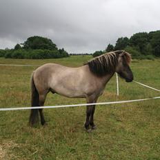 Islænder Bumlú fra Vinkærgård