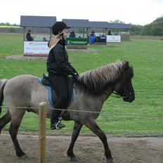 Islænder Bumlú fra Vinkærgård