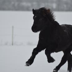 Islænder Máney Fra Ny Nørregård