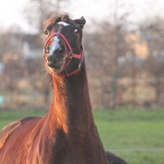 Oldenborg Bitten Hedegård (kælepotten)<3 Solgt :i