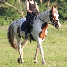 Barockpinto Langsigen Flint <3