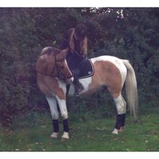 Anden særlig race Jens Marius