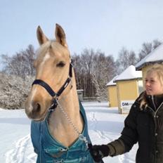 Palomino Lille skovgaards izzah diyaah