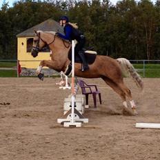 Palomino Lille skovgaards izzah diyaah