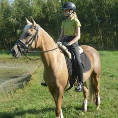 Palomino Lille skovgaards izzah diyaah