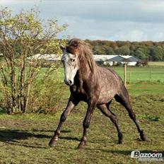 Anden særlig race Dejlige chance (tidligere hest)
