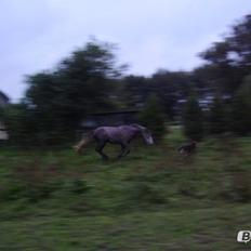 Anden særlig race Dejlige chance (tidligere hest)