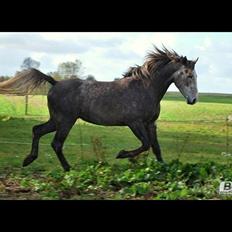 Anden særlig race Dejlige chance (tidligere hest)