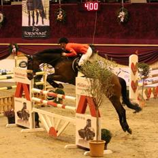 Hollandsk Varmblod C.ALBA R19 - SOLGT