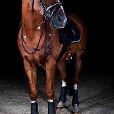 Hollandsk Sportspony Harpo Van De Haverkamp (Stanley) (himmelhest)