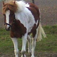 Pinto super smukke  fiona ( solgt )