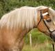 Tyroler Haflinger Notabene Lundgaard