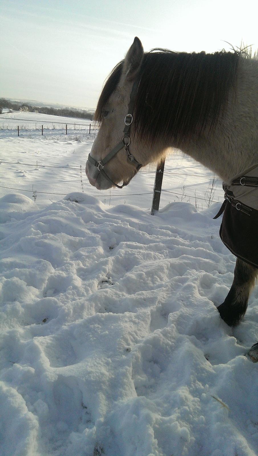 Nordsvensk Skovhest isabella billede 9