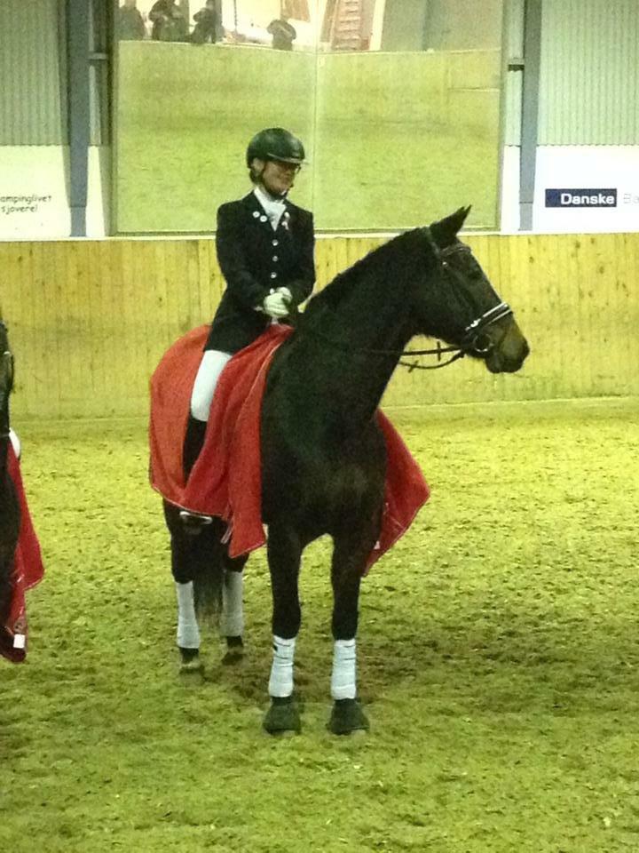 Anden særlig race Sputnik (Sprutte) - Klubmester dressur for hest 2014 (Frederikshavn Rideklub) billede 17