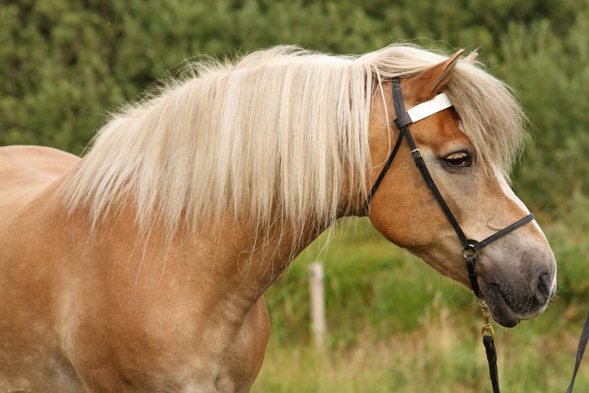 Tyroler Haflinger Notabene Lundgaard - Nullers 22 års fødselsdag d. 4/8 2014 billede 1