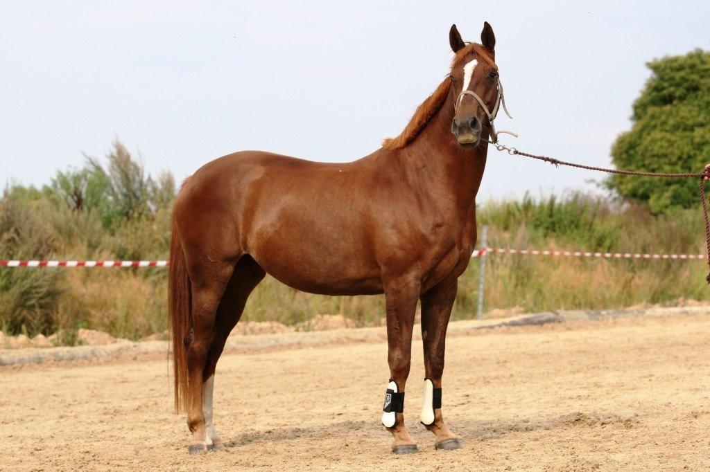 Dansk Varmblod Decanesse billede 1