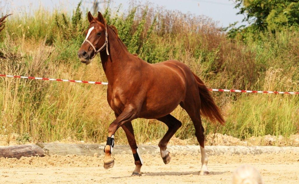 Dansk Varmblod Decanesse billede 2