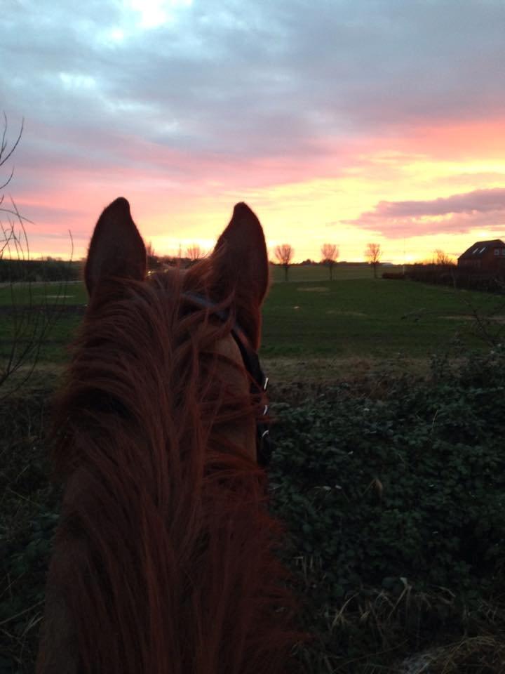 Dansk Varmblod Decanesse billede 5