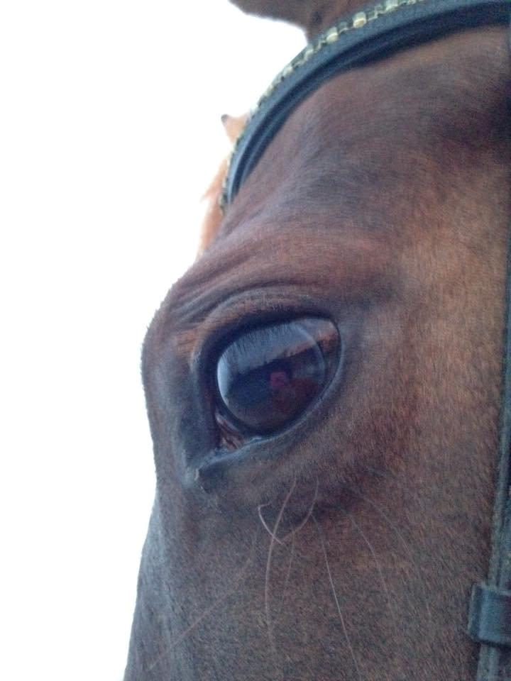 Dansk Varmblod Decanesse billede 7