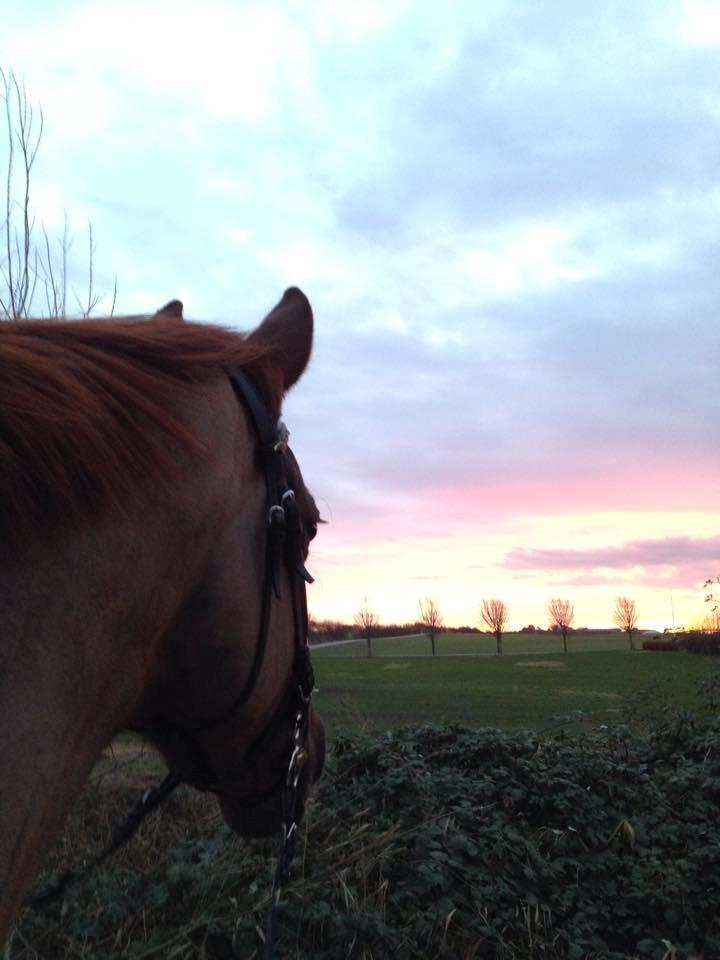 Dansk Varmblod Decanesse billede 6