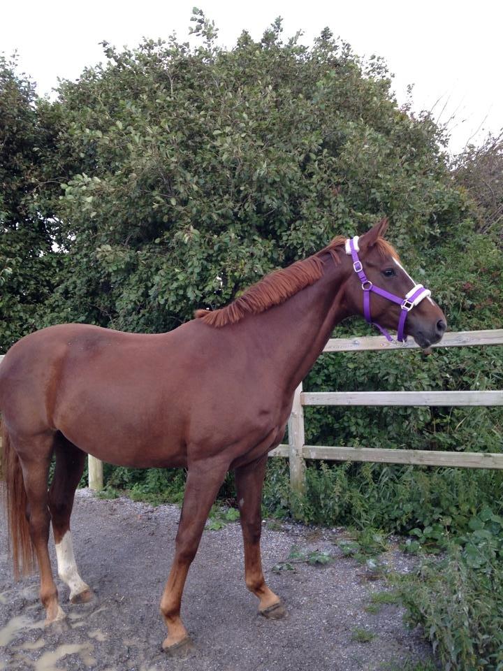 Dansk Varmblod Decanesse billede 9